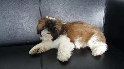 Shih-tzu s PP